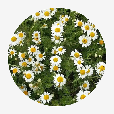 Roman Chamomile