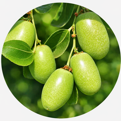 Organic Jojoba Oil